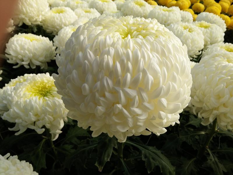 Photographer:web | Chrysanthemum - overcoming Death
