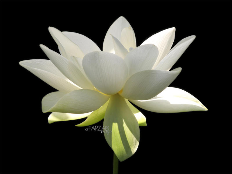 Photographer:Web | Aditi - The Divine Consciousness - Pure, Immaculate, Gloriously Powerful - (This is the flower of the Mother)