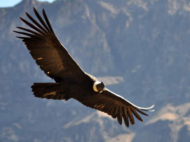 Photographer:web | El Condor y los Andes