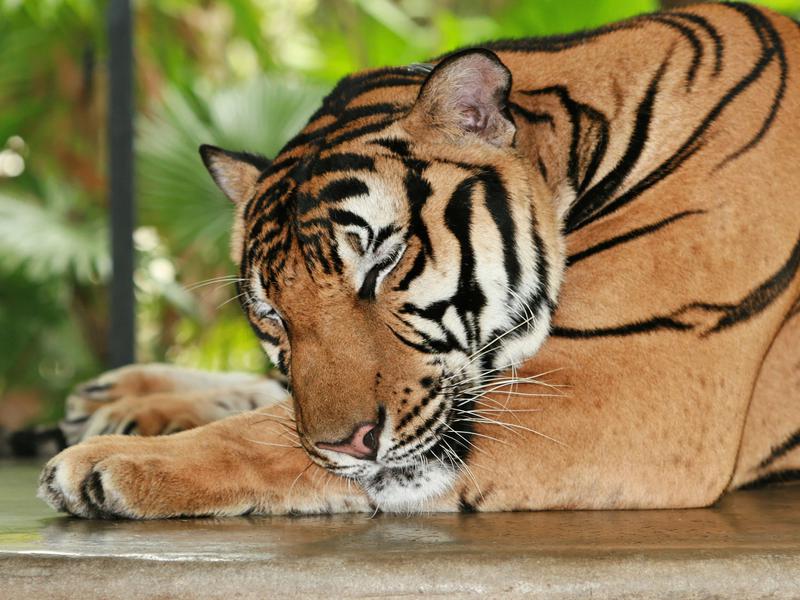 Photographer:Michael Green | Tiger's dreams