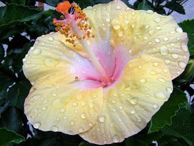 Photographer:Courtesy of blossomlikeaflower.com | Beauty of Supramental love (Flower of Auroville)