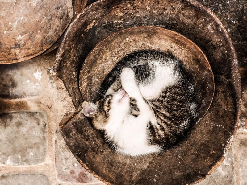 Photographer:Alex Pavlou | Cat in bowl