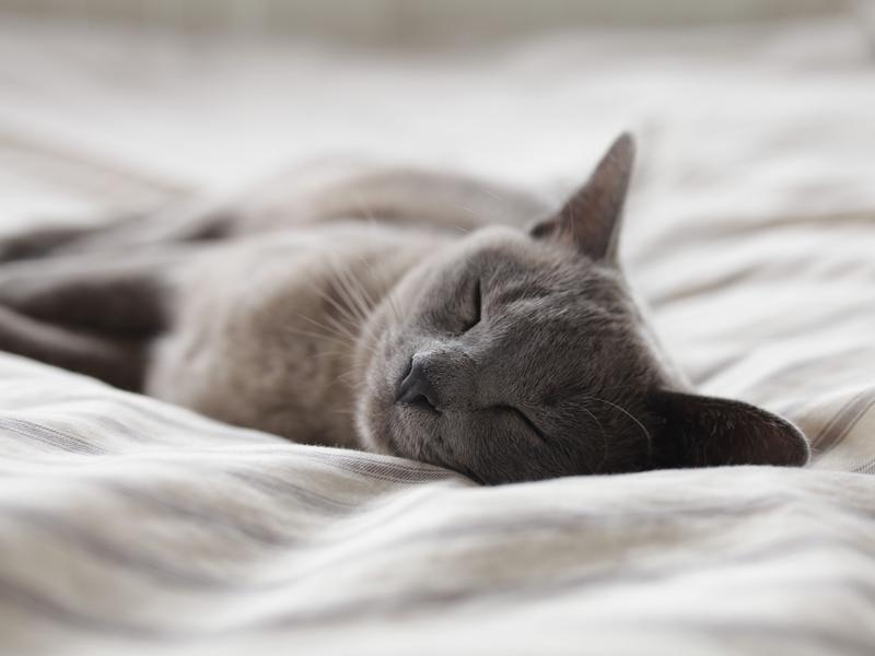 Photographer:Alexander Possingham | Relaxing cat