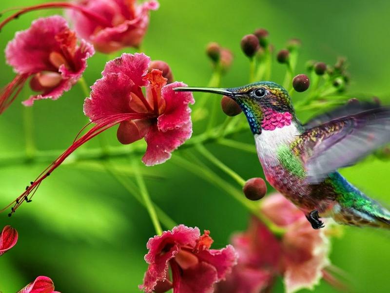Photographer:web | Bird and flower together