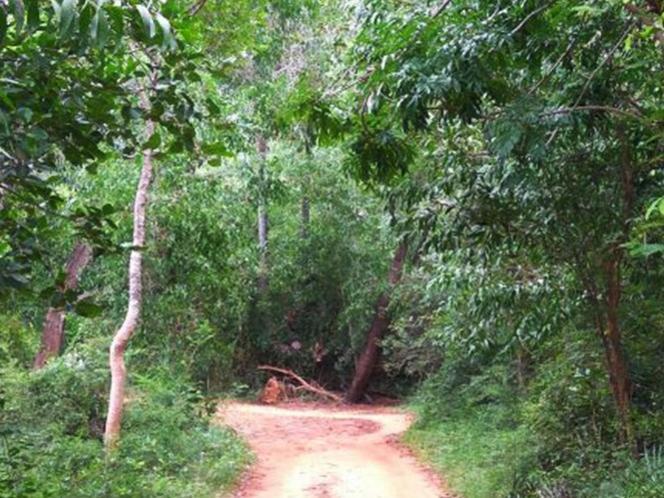 Photographer:NN | Auroville forest