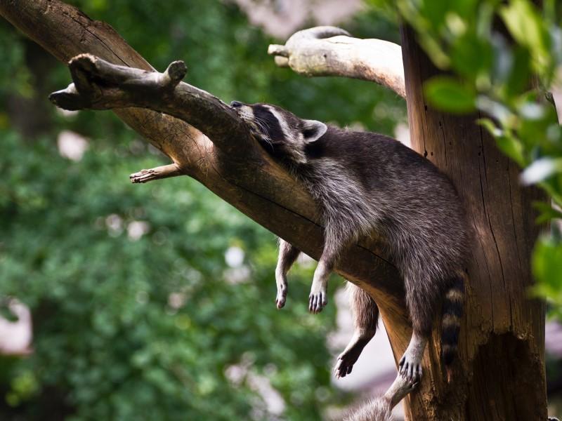 Photographer:Simon Infanger | Sleeping raccoon