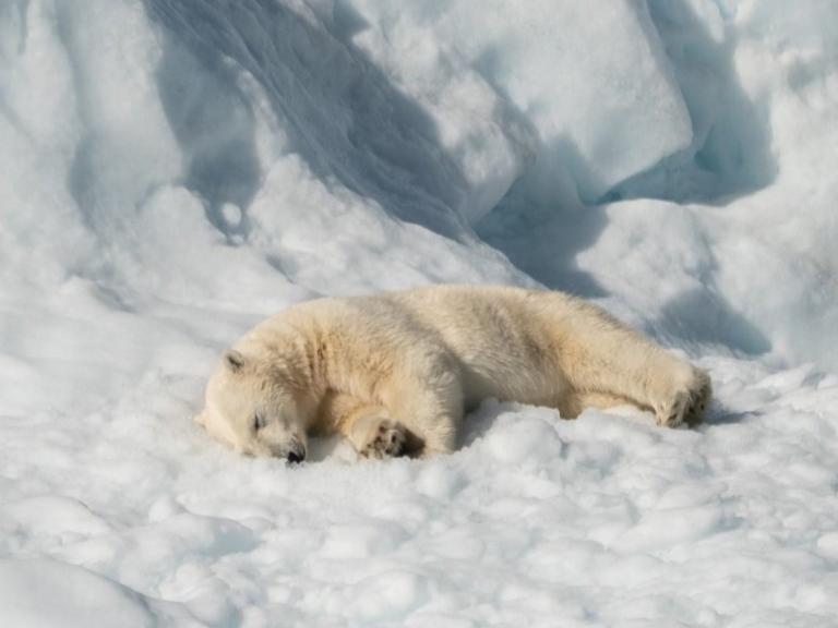 Photographer:Annie Spratt | Polar bear