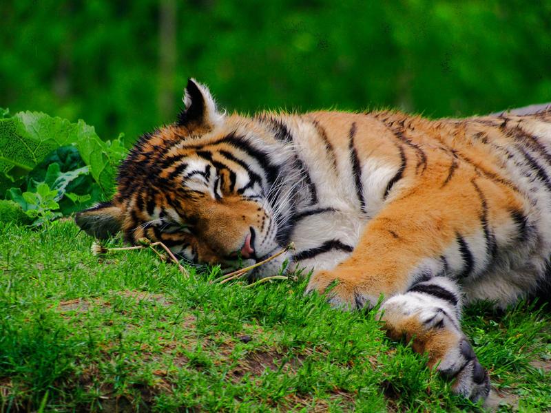 Photographer:Owlie Harrington | Relaxing tiger